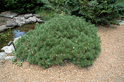 Tyrolean Mugo Pine (Pinus mugo 'Tyrolean') at Stonegate Gardens