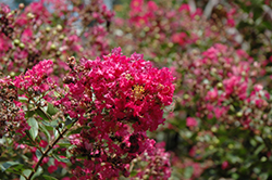 Baton Rouge Crapemyrtle (Lagerstroemia indica 'Baton Rouge') at Stonegate Gardens