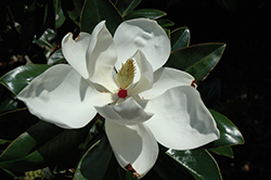 Victoria Magnolia (Magnolia grandiflora 'Victoria') at Stonegate Gardens