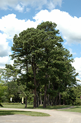 Austrian Pine (Pinus nigra) at Stonegate Gardens