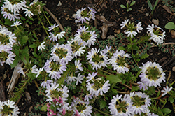 Fairy White Fan Flower (Scaevola aemula 'KLESC13596') at Stonegate Gardens