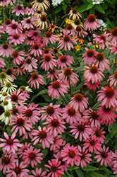 Cheyenne Spirit Coneflower (Echinacea 'Cheyenne Spirit') at Lakeshore Garden Centres