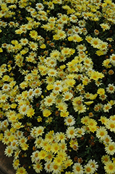 Butterfly Marguerite Daisy (Argyranthemum frutescens 'Butterfly') at Lakeshore Garden Centres