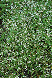 Breathless White Euphorbia (Euphorbia 'Balbrewite') at The Mustard Seed