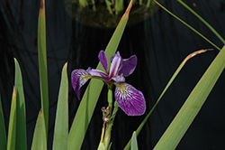 Gerald Darby Iris (Iris 'Gerald Darby') at Lakeshore Garden Centres