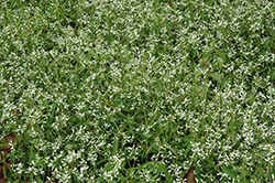 Glamour Euphorbia (Euphorbia graminea 'Glamour') at Stonegate Gardens