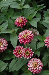 UpTown Frosted Strawberry Zinnia (Zinnia 'UpTown Frosted Strawberry') at Stonegate Gardens