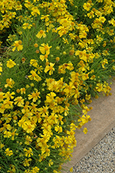 Dakota Gold Sneezeweed (Helenium amarum 'Dakota Gold') at Stonegate Gardens