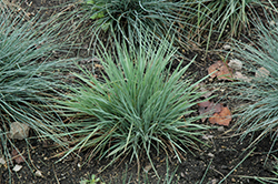 Coolio June Grass (Koeleria glauca 'Coolio') at Stonegate Gardens