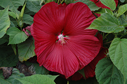 Honeymoon Deep Red Hibiscus (Hibiscus 'Honeymoon Deep Red') at Stonegate Gardens