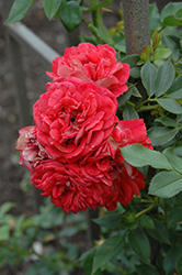 Starlet Beauty Tangerine Rose (Rosa 'Starlet Beauty Tangerine') at A Very Successful Garden Center