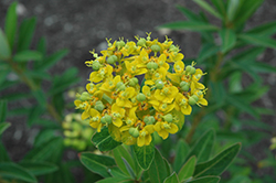 Solid Gold Spurge (Euphorbia sikkimensis 'Solid Gold') at Stonegate Gardens