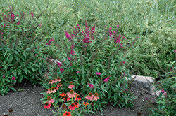 CranRazz Butterfly Bush (Buddleia davidii 'CranRazz') at Lakeshore Garden Centres