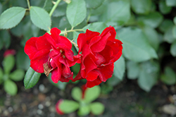 Black Forest Rose (Rosa 'KORschwill') at Stonegate Gardens