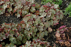 Carnival Fall Festival Coral Bells (Heuchera 'Fall Festival') at Lakeshore Garden Centres