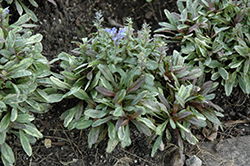 Dixie Chip Bugleweed (Ajuga 'Dixie Chip') at Stonegate Gardens