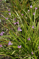 Morning Grace Spiderwort (Callisia rosea 'Morning Grace') at Stonegate Gardens