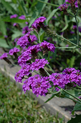 Santos Purple Verbena (Verbena rigida 'Santos Purple') at Stonegate Gardens