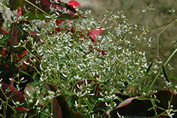 Glitz Euphorbia (Euphorbia graminea 'Glitz') at Stonegate Gardens