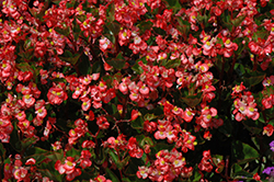 BabyWing Bicolor Begonia (Begonia 'BabyWing Bicolor') at Stonegate Gardens