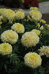 Vanilla Marigold (Tagetes erecta 'Vanilla') at Stonegate Gardens