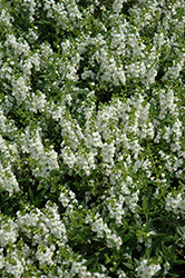 Serenita White Angelonia (Angelonia angustifolia 'PAS811168') at Stonegate Gardens