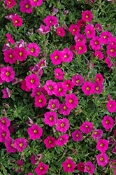 MiniFamous Neo Rose Calibrachoa (Calibrachoa 'MiniFamous Neo Rose') at Stonegate Gardens