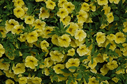 MiniFamous Neo Yellow Calibrachoa (Calibrachoa 'MiniFamous Neo Yellow') at Stonegate Gardens