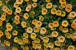 MiniFamous Tangerine Calibrachoa (Calibrachoa 'MiniFamous Tangerine') at Stonegate Gardens