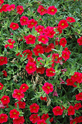 MiniFamous Scarlet Calibrachoa (Calibrachoa 'MiniFamous Scarlet') at Stonegate Gardens