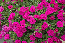 MiniFamous Double Purple Calibrachoa (Calibrachoa 'MiniFamous Double Purple') at Stonegate Gardens