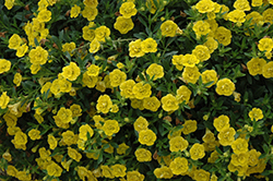 MiniFamous Double Deep Yellow Calibrachoa (Calibrachoa 'MiniFamous Double Deep Yellow') at Stonegate Gardens
