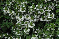 Bondi White Fan Flower (Scaevola aemula 'Bondi White') at Stonegate Gardens