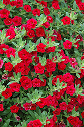 MiniFamous Double Compact Red Calibrachoa (Calibrachoa 'MiniFamous Double Compact Red') at Stonegate Gardens