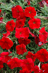Headliner Red Petunia (Petunia 'Headliner Red') at Stonegate Gardens