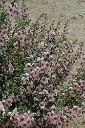 Archangel Light Pink Angelonia (Angelonia angustifolia 'Balarclipi') at Stonegate Gardens