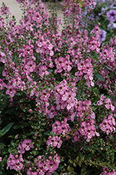 Archangel Orchid Pink Angelonia (Angelonia angustifolia 'Archangel Orchid Pink') at Stonegate Gardens