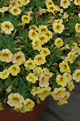 Conga Yellow Calibrachoa (Calibrachoa 'Conga Yellow') at Stonegate Gardens