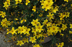 Namid Special Yellow Bidens (Bidens ferulifolia 'Namid Special Yellow') at Stonegate Gardens