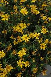 Namid Double Yellow Bidens (Bidens ferulifolia 'Namid Double Yellow') at Stonegate Gardens