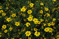 Namid Compact Yellow Bidens (Bidens ferulifolia 'Namid Compact Yellow') at Stonegate Gardens