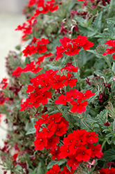 Lascar Dark Red Verbena (Verbena 'Lascar Dark Red') at Stonegate Gardens