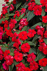 Big Bounce Red Impatiens (Impatiens 'Balbiged') at Stonegate Gardens