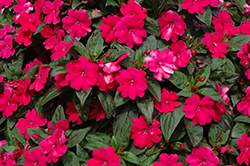 Big Bounce Cherry Impatiens (Impatiens 'Balbigbery') at A Very Successful Garden Center