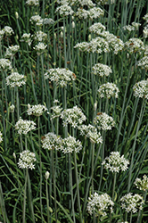 Autumn Bee Attraction Ornamental Onion (Allium 'Autumn Bee Attraction') at Lakeshore Garden Centres