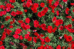 Trilogy Red Petunia (Petunia 'Trilogy Red') at Lakeshore Garden Centres