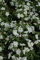 Limbo GP White Petunia (Petunia 'Limbo GP White') at Stonegate Gardens