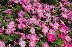 Mambo GP Pink Morn Petunia (Petunia 'Mambo GP Pink Morn') at Stonegate Gardens