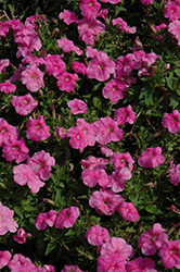 Mambo GP Sweet Pink Petunia (Petunia 'Mambo GP Sweet Pink') at Stonegate Gardens