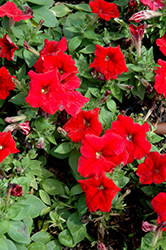 Mambo GP Red Petunia (Petunia 'Mambo GP Red') at Stonegate Gardens